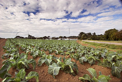 Cabbage field on coast near SaintMalo   IlleetVilaine Brittany France