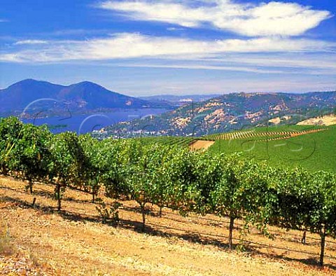Vineyards above Clear Lake Lake Co California  Clear Lake AVA