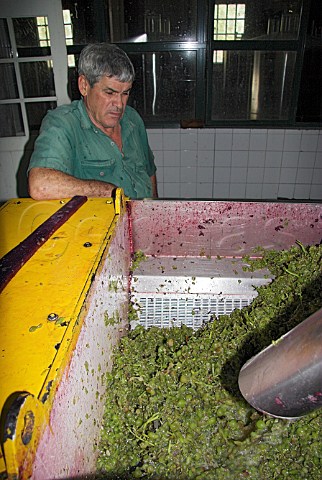 Malmsey grapes going into the crusher at Henriques    Henriques Ribeira do Escrivao Quinta Grande   Madeira Portugal