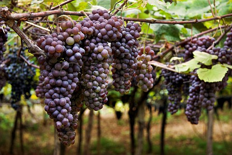 Bunches of Tinta Negra Mole grapes on pergola   trellis Santana Madeira Portugal