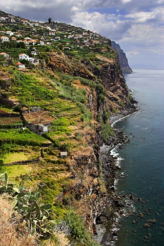Vineyards above sea cliffs at Campanario    Madeira Portugal