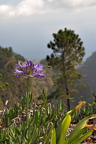 Agapanthus flower Eira do Serrado  Madeira   Portugal