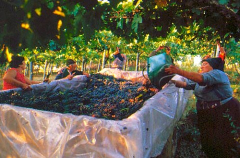 Harvesting Montepulciano grapes in   vineyard of Emidio Pepe Torano Nuovo   Abruzzi Italy Montepulciano dAbruzzo