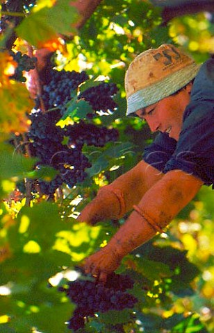 Harvesting Montepulciano grapes in   vineyard of Dino Illuminati   Controguerra Abruzzi Italy   Montepulciano  dAbruzzo