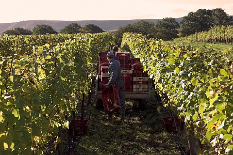 Putting empty grape crates out for the pickers   RidgeView vineyard Ditchling Common East Sussex   England
