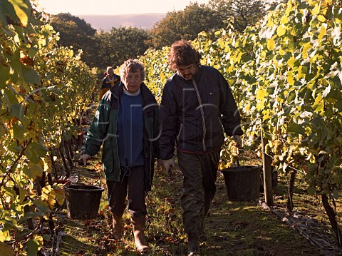 Pickers in Chardonnay vineyard of RidgeView   Ditchling Common East Sussex England