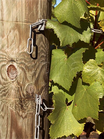 Strainer post in Chardonnay vineyard of RidgeView   Ditchling Common East Sussex England