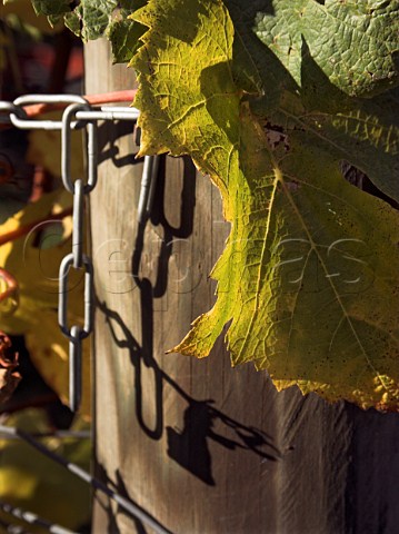 Strainer post in Chardonnay vineyard of RidgeView   Ditchling Common East Sussex England