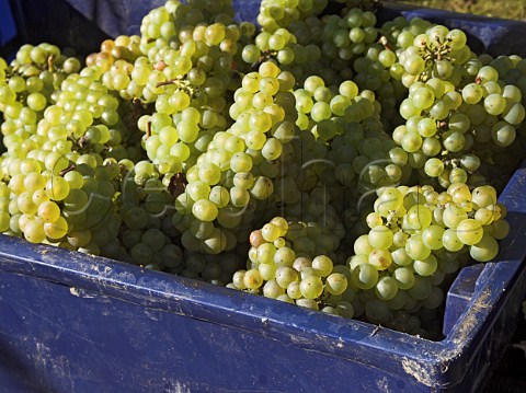 Box of harvested Chardonnay grapes in vineyard of   RidgeView Ditchling Common East Sussex England