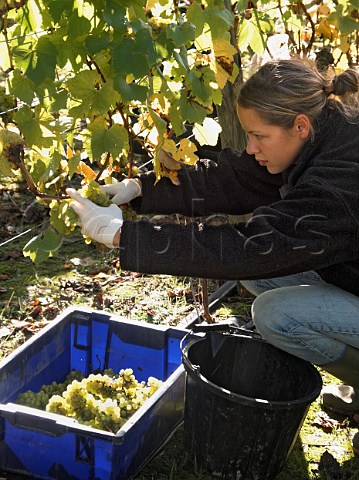 Picking chardonnay grapes in vineyard of RidgeView    Ditchling Common East Sussex England