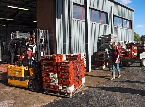 Boxes of harvested Chardonnay grapes at RidgeView   winery Ditchling Common East Sussex England