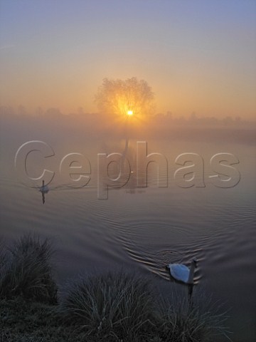 Sunrise over Leg of Mutton Pond Bushy Park London   England