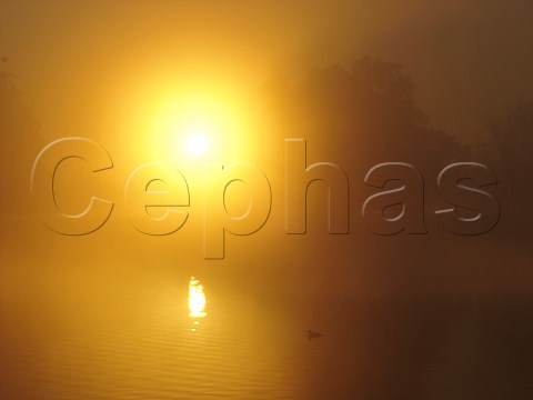 Misty sunrise over Heron Pond Bushy Park London   England