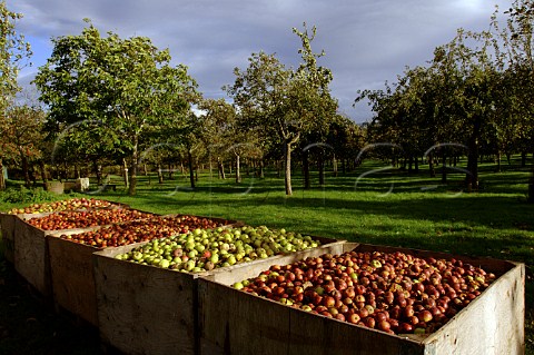 Boxes of harvested apples in the Burrow Hill orchard   of the Somerset Cider Brandy Company  Kingsbury   Episcopi Somerset England