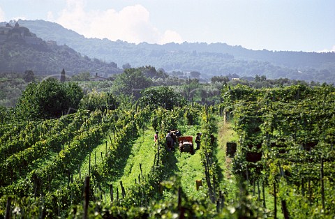 Picking Malvasia grapes for Frascati   wine   Lazio Italy Frascati