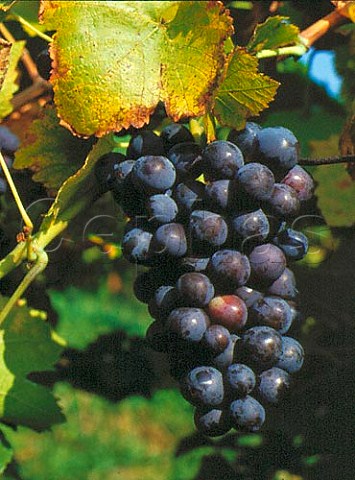 Bunch of Helfensteiner grapes    Metzingen Wrttemberg Germany