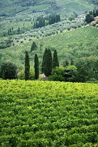Vineyards of Fattoria Le Fonti Panzano in Chianti   Tuscany Italy Chianti Classico