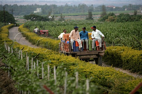Workers on lorry at harvest time Sula Vineyards   Nasik Maharashtra province India
