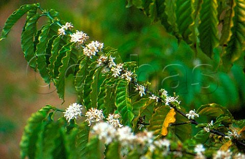 Flowering coffee plant  Spice Gardens Mahe Seychelles