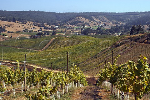 Vineyards of Via Casa Marin in the San Antonio   Valley region near the Pacific Ocean Chile