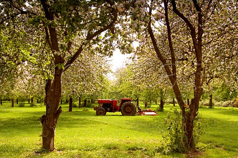 Apple harvesting tractor amidst the spring blossom   of apple orchard at Burrow Hill Cider Brandy Farm   Somerset England