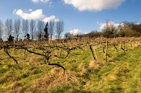 Wraxhall Vineyard in winter Somerset England