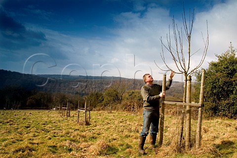 Keith Orchard of Orchards Cider and Perry Co   checking young apple trees in his orchard    Brockweir Gloucestershire England