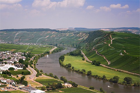 Laurentiuslay vineyard overlooking the Mosel River   and Leiwen  Germany  Mosel