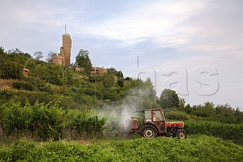 Spraying in the Schlossberg vineyard overlooked by   Schloss Wachtenburg Wachenheim Germany  Pfalz