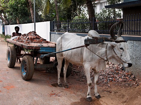 Builders use cow to pull heavy cart Chennai   Madras India