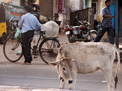 Calf in road Chennai Madras India