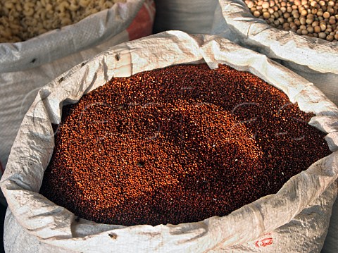 Mustard seed for sale Chennai Madras India