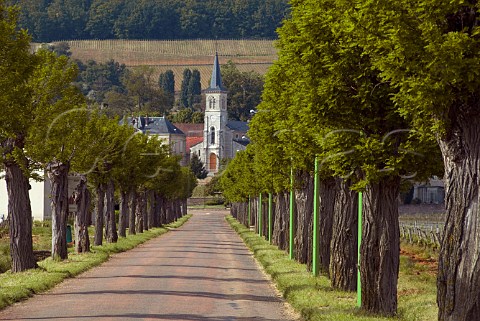 The church of AloxeCorton viewed down the tree   lined Route de Beaune with vineyards on the Hill of   Corton beyond  Cte dOr France  Cte de Beaune