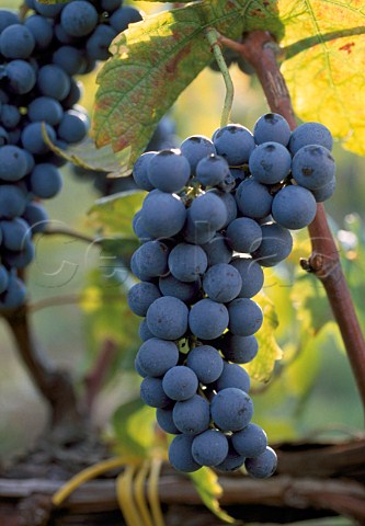 Bunch of Pallagrello Nero grapes   Terra di Lavoro Campania Italy
