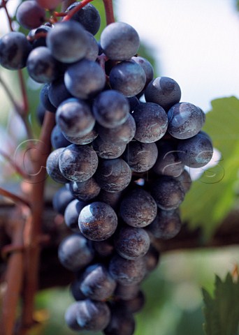 Bunch of Piedirosso grapes Furore Costa dAmalfi Campania Italy