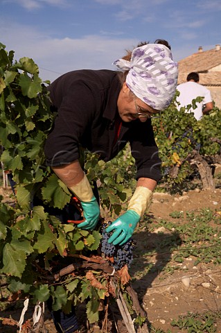 Harvesting Grenache grapes in vineyard of Domaine Daniel et Denis Alary Cairanne Vaucluse France  Cairanne    Ctes du RhneVillages