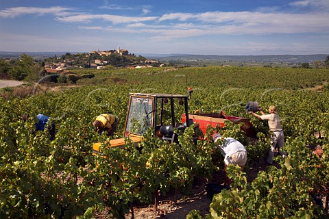 Harvesting Grenache grapes in vineyard of Domaine   RabasseCharavin at Cairanne Vaucluse France      Cairanne  Ctes du RhneVillages