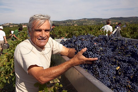 Marcel Richaud with harvested Grenache grapes in   vineyard at Cairanne Vaucluse France    Cairanne    Ctes du RhneVillages