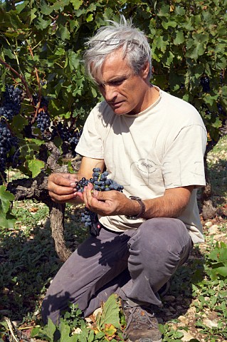 Marcel Richaud with ripe Grenache grapes in vineyard   at Cairanne Vaucluse France Cairanne  Ctes du   RhneVillages