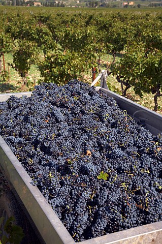 Trailer of harvested Grenache grapes in vineyard of   Marcel Richaud at Cairanne Vaucluse France   Cairanne  Ctes du RhneVillages