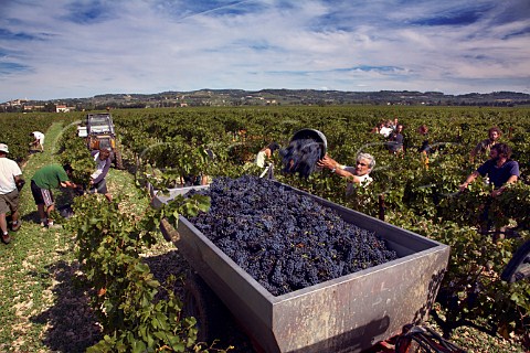 Marcel Richaud helping harvest Grenache grapes in   his vineyard at Cairanne Vaucluse France Cairanne    Ctes du RhneVillages