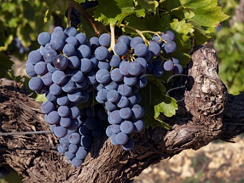 Bunches of Grenache grapes on old vine Gigondas   Vaucluse France Gigondas  Ctes du RhoneVillages