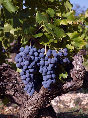 Bunches of Grenache grapes on old vine Gigondas  Vaucluse France Gigondas  Ctes du RhoneVillages