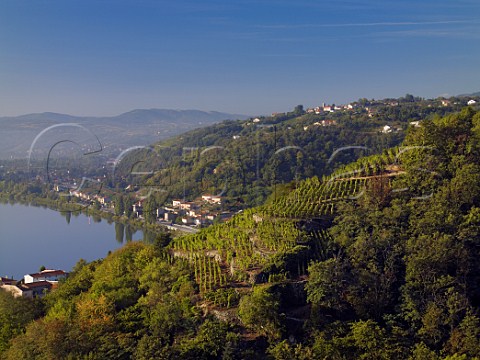 La Maladire vineyard above Vrin and the River   Rhne near Condrieu Rhne France  Condrieu