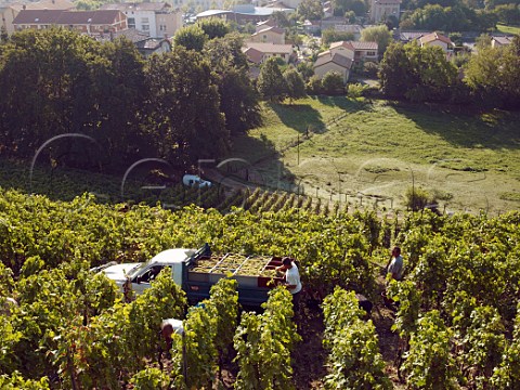 Harvesting Viognier grapes in the Coteau du Vernon   vineyard of Georges Vernay above Condrieu Rhne   France  Condrieu