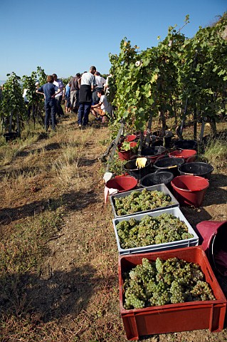 Harvesting Viognier grapes in the Coteau du Vernon   vineyard of Georges Vernay at Condrieu Rhne   France  Condrieu
