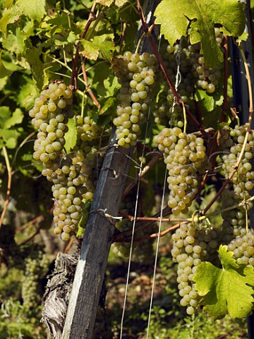 Ripe Viognier grapes in the Coteau du Vernon   vineyard of Georges Vernay at Condrieu Rhne   France  Condrieu