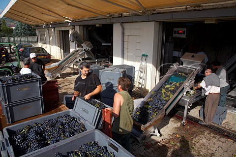 Crates of harvested grapes from La Turque vineyard   arrive at the Guigal winery Mainly Syrah with a few   Viognier they are sorted on the conveyor belt     Ampuis Rhne France Cte Rtie
