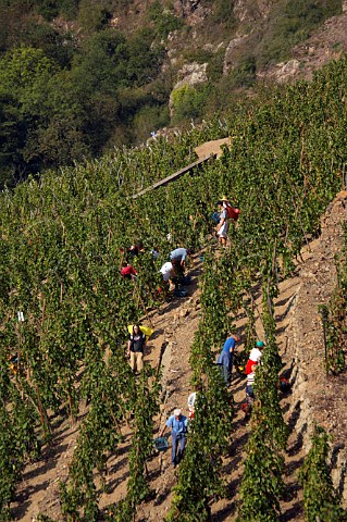 Harvesting Syrah grapes in La Turque vineyard of   Guigal Ampuis Rhne France   Cte Rtie
