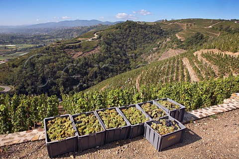 Crates of harvested Viognier grapes from La Turque   vineyard of Guigal Ampuis Rhne France   Cte   Rtie  Condrieu